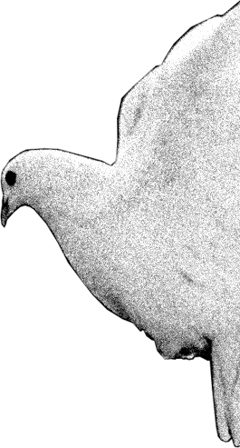 dove
