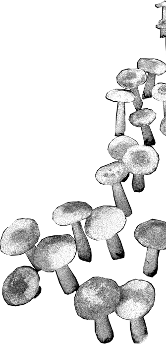 mushrooms